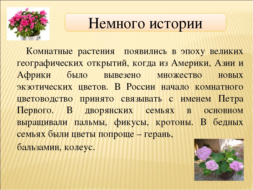 Какие появились цветы. История появления комнатных цветов. История происхождения комнатных растений. Комнатные растения историческая справка. Рассказ о комнатном растении.