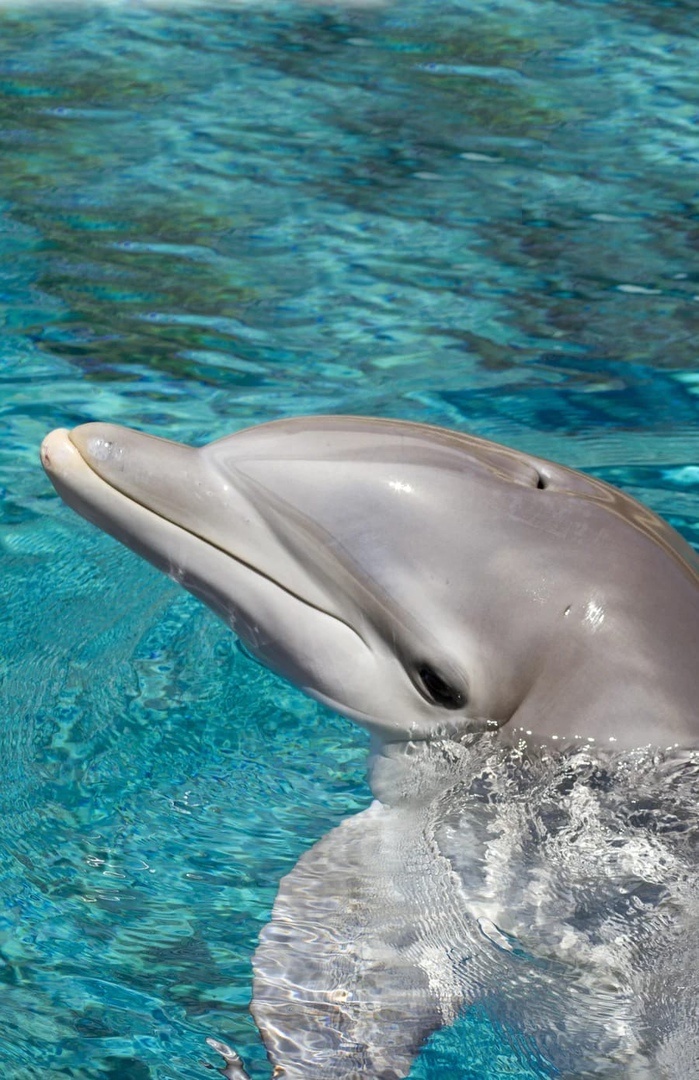 Фото с разрешения хозяина