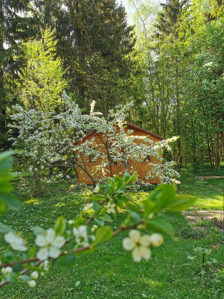 Черешня и слива