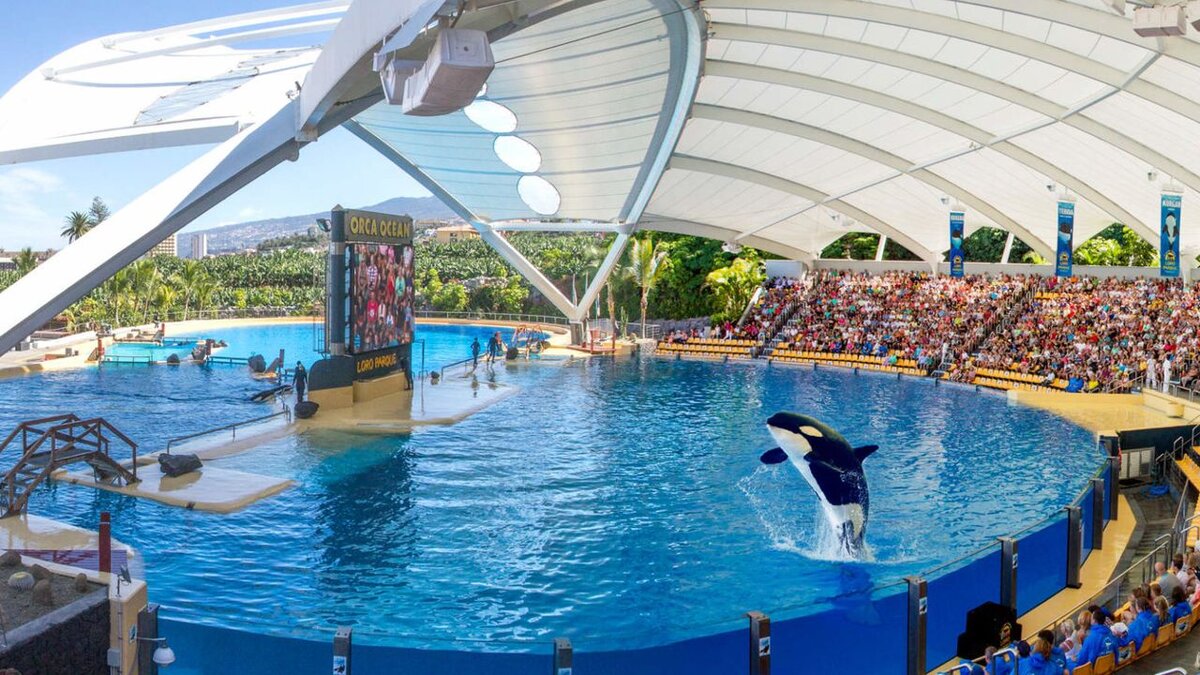 Loro Parque (hasan-gid.ru)