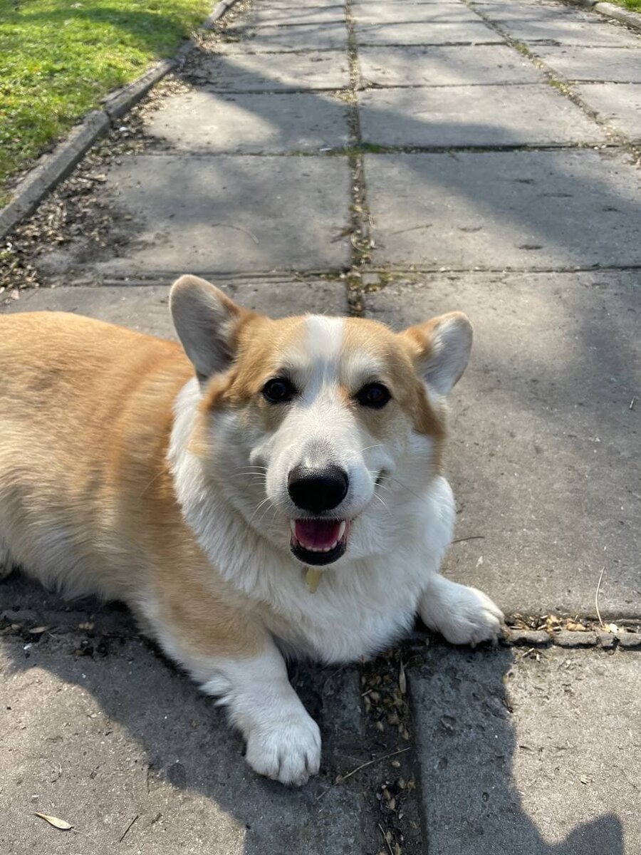 Хантер - собака-улыбака