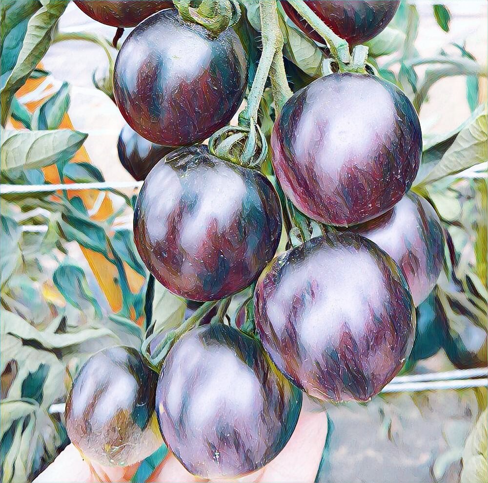 Изображение из открытого источника Yandex (обработано в приложении Picsart)