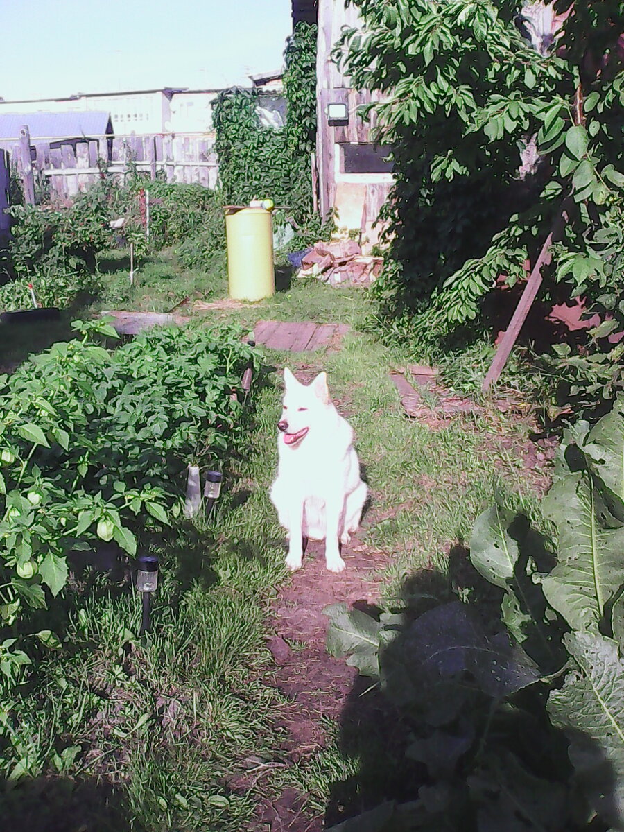 Моя охрана, этого пёсика я забрала из приюта для бездомных животных.