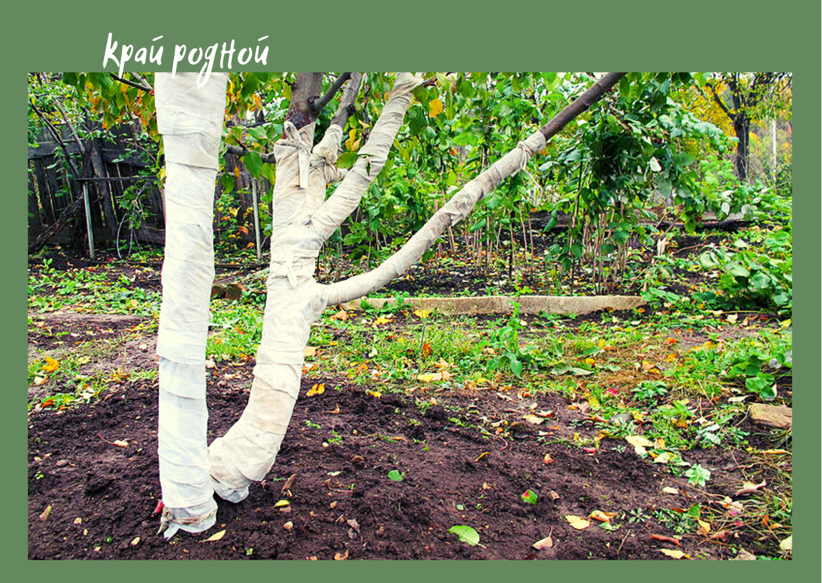 Подготовка к зиме