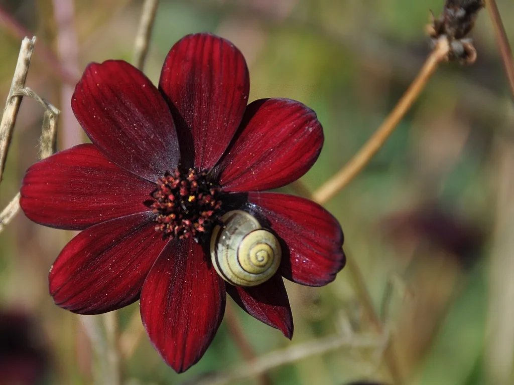 Cosmos atrosanguineus