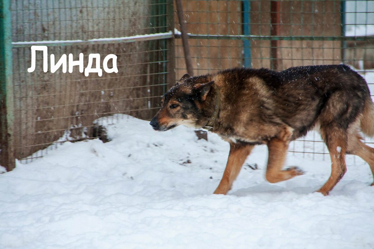 Линда была дикой собачкой и фотографий в приюте у неё почти нет. Вот эта — одна из немногих