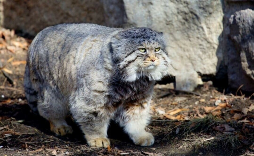 Дикий кот манул, фото @felismanull