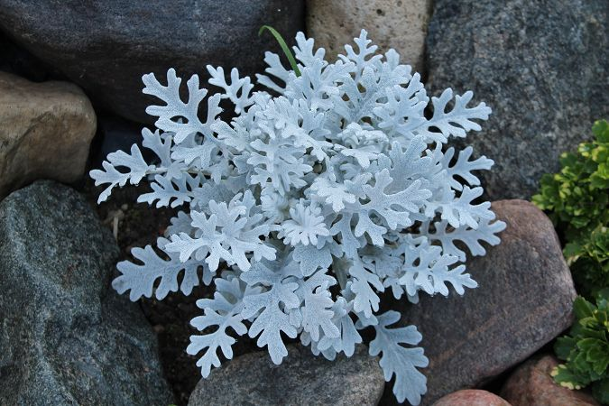 Цинерария Приморская cineraria maritima