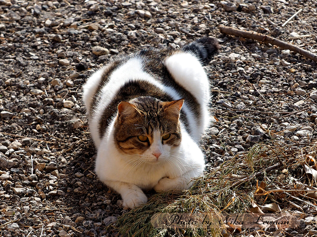 Фото автора