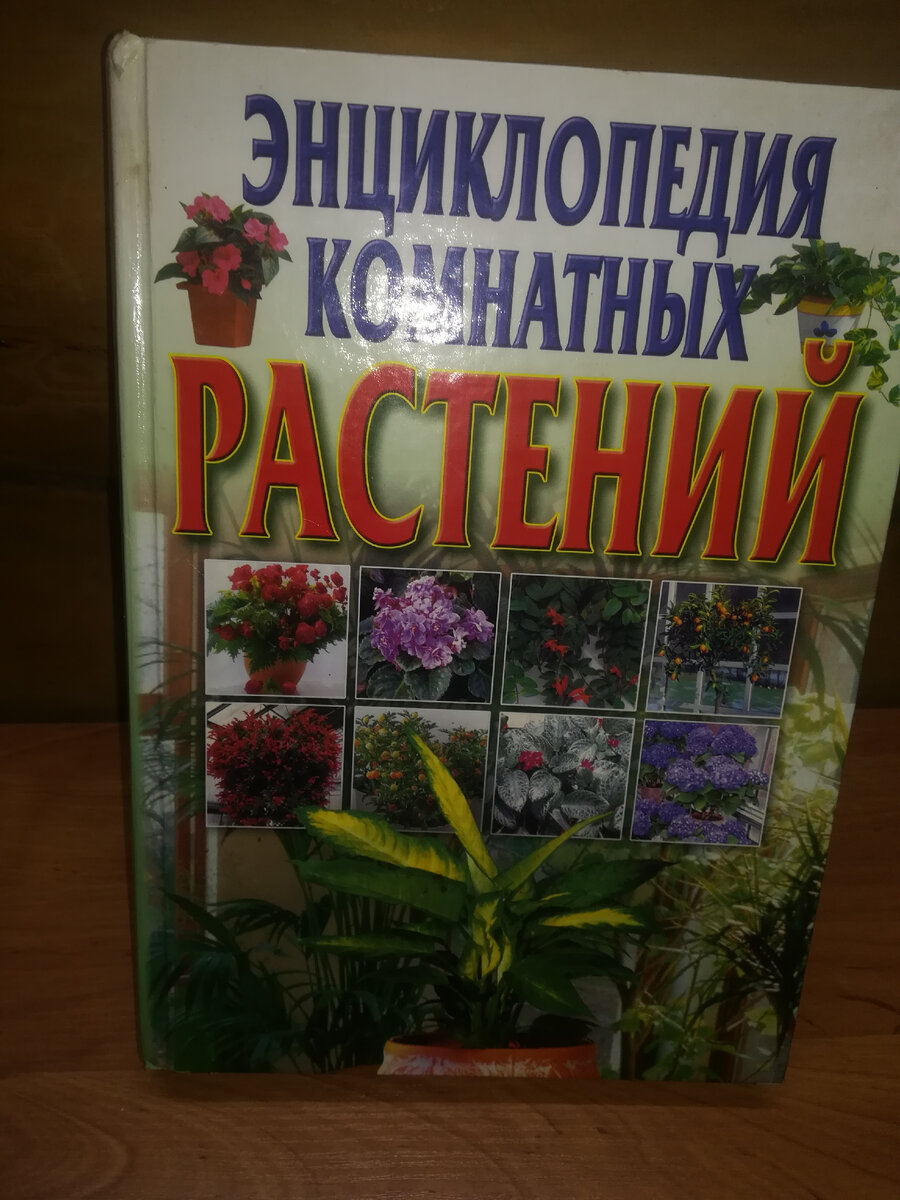 Лечебный чай: 7 рецептов на все случаи жизни