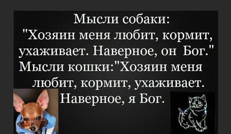 Хозяин кормит собак. Мысли собаки. Смешные мысли собак. Собака думает человек меня кормит значит он Бог. Мысли кошки.