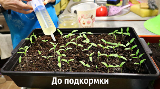 Хороший стимулятор роста рассады. Покажу всходы до и после подкормки ...