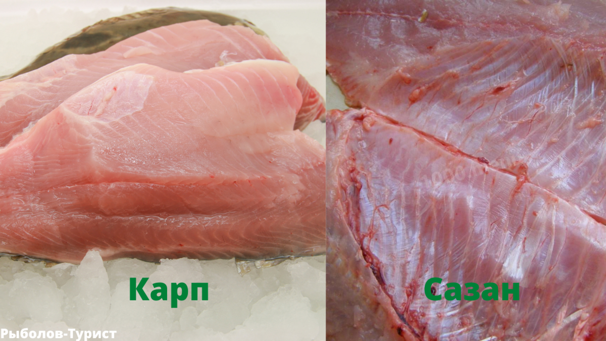 Карп и сазан. В чём отличия, какая из рыб лучше.