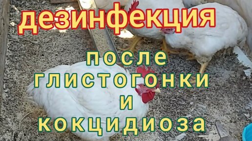 после глистогонки у котенка понос