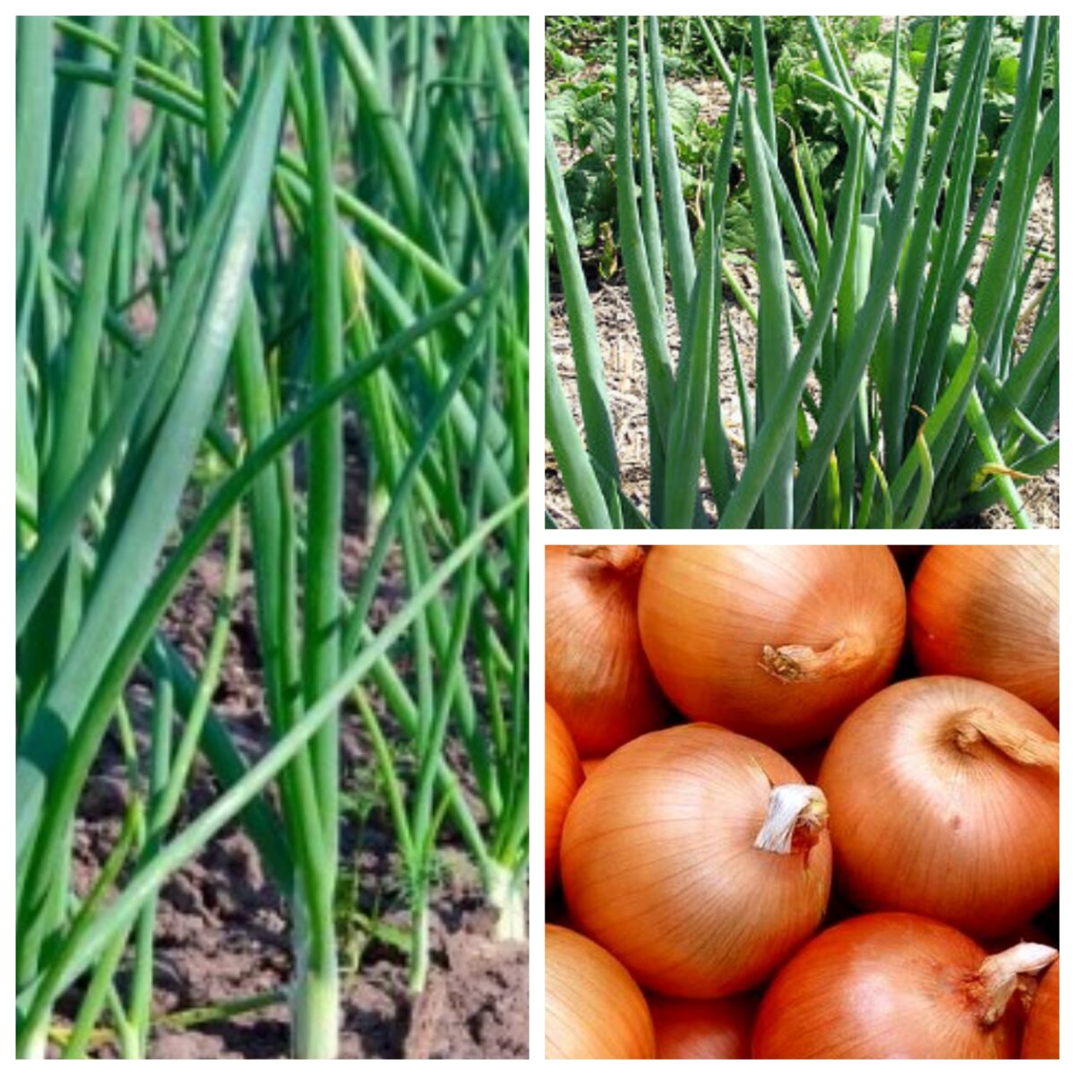 Урожай лука. Коллаж из фото автора. 