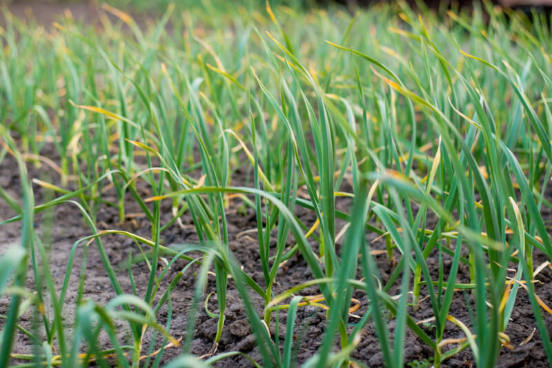 Желтеет чеснок весной