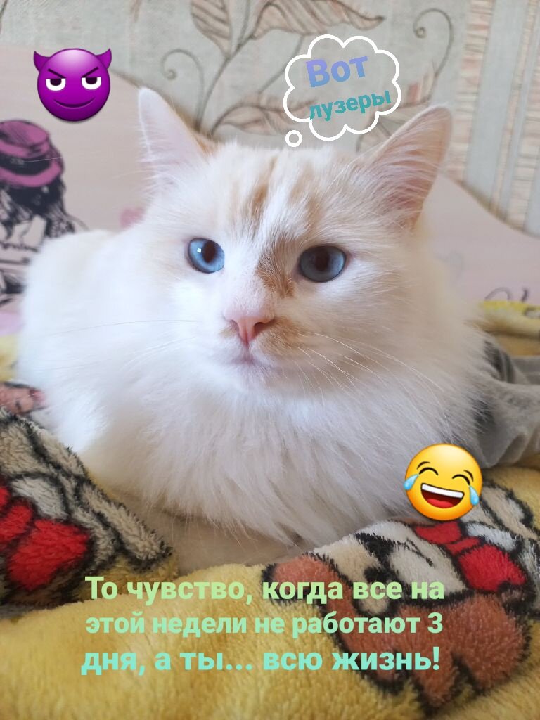 И не чего тут ржать! Если бы люди не работали, то котики не ели бы вкусняшки, ясно?!