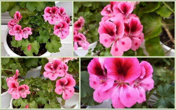 Пеларгония хорошо переносит жару, цветёт обильно с мая до заморозков. Для бурного цветения период охлаждения не требуется.