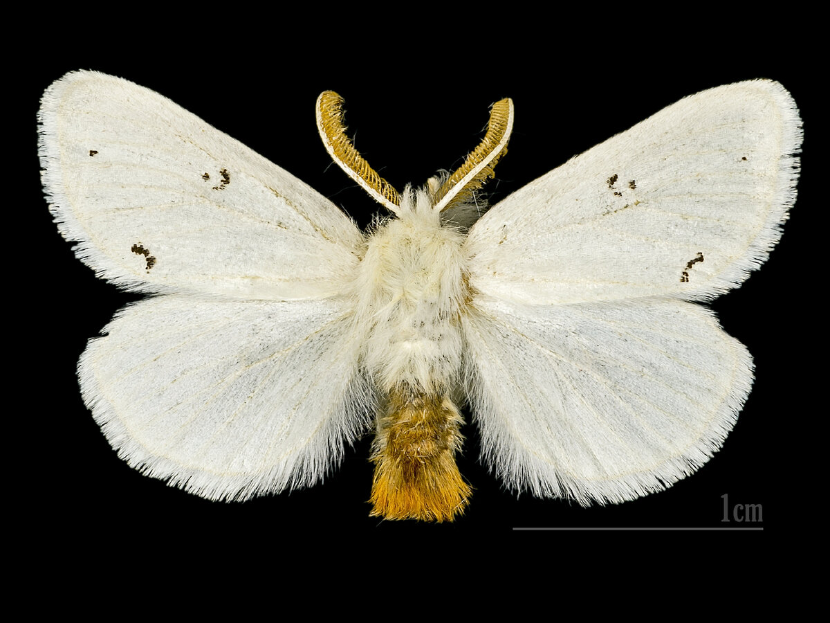 Бабочка златогузка. Фото: wikipedia.org