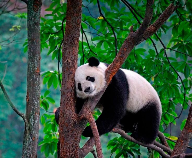 Большая панда | Флора и Фауна | Дзен