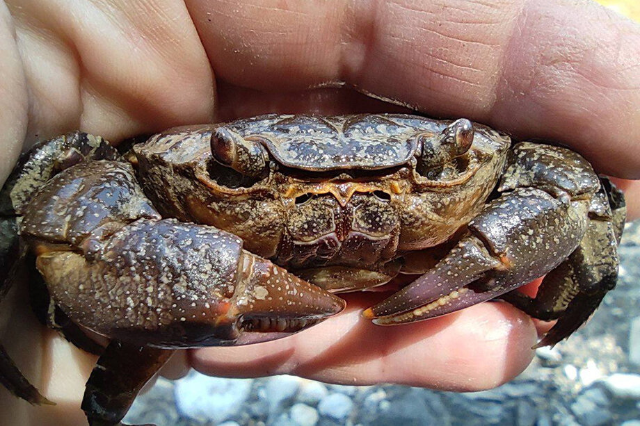 Фото: пресс-служба Института биологии южных морей