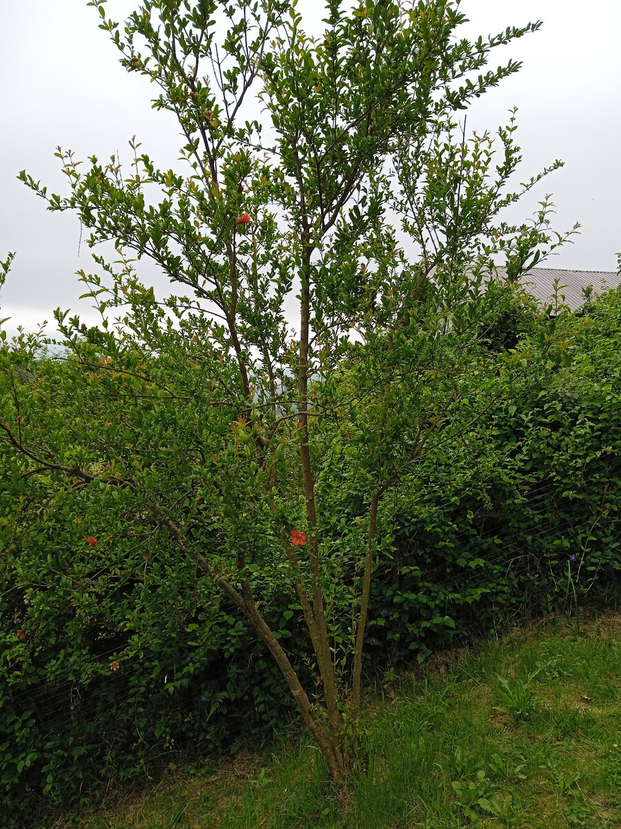 Только начинает цвести, деревцу 5 лет. В прошлом году первый раз были плоды. Всего по одному на каждом дереве, но с кулак крупные и очень сладкие. 