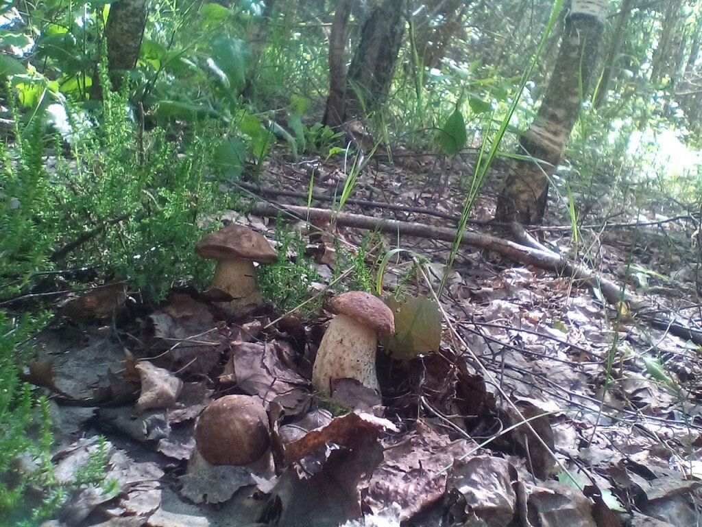 Долгожданные...