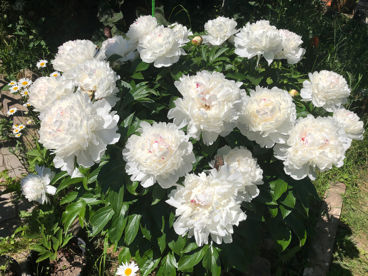 Настоящий садовый пион. Фото автора.