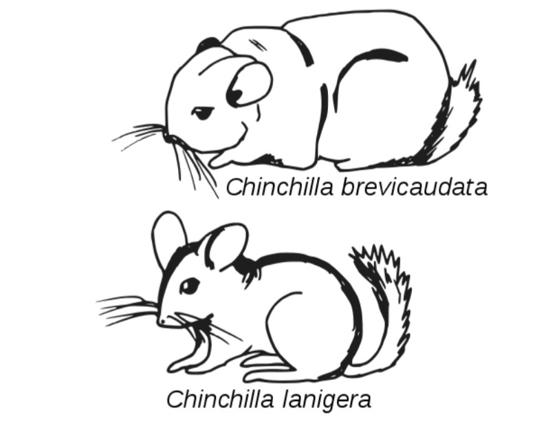Двумя живыми видами шиншиллы являются:                                                     1 .Известная как Chinchilla brevicaudata. 2.Шиншилла lanigera.                                                               Шиншилла Brevicaudata имеет более короткий хвост, более толстую шею и плечи и более короткие уши, чем C. lanigera. Первый вид в настоящее время находится на грани исчезновения; последний, хотя и редок, может быть найден в дикой природе. Считается, что одомашненные шиншиллы относятся к виду lanigera.