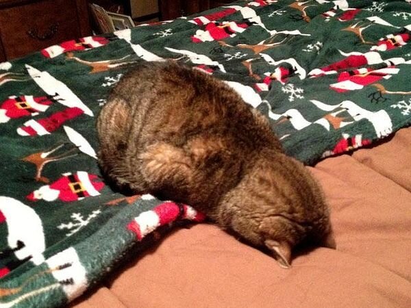 Жук-уставший-лежук