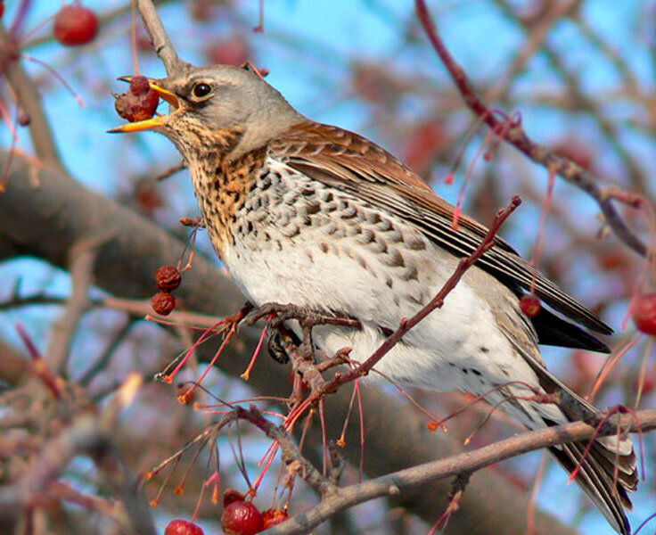 Фото с сайта faunistics.com
