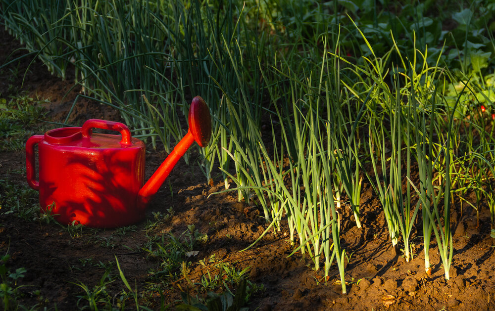 Сколько воды нужно