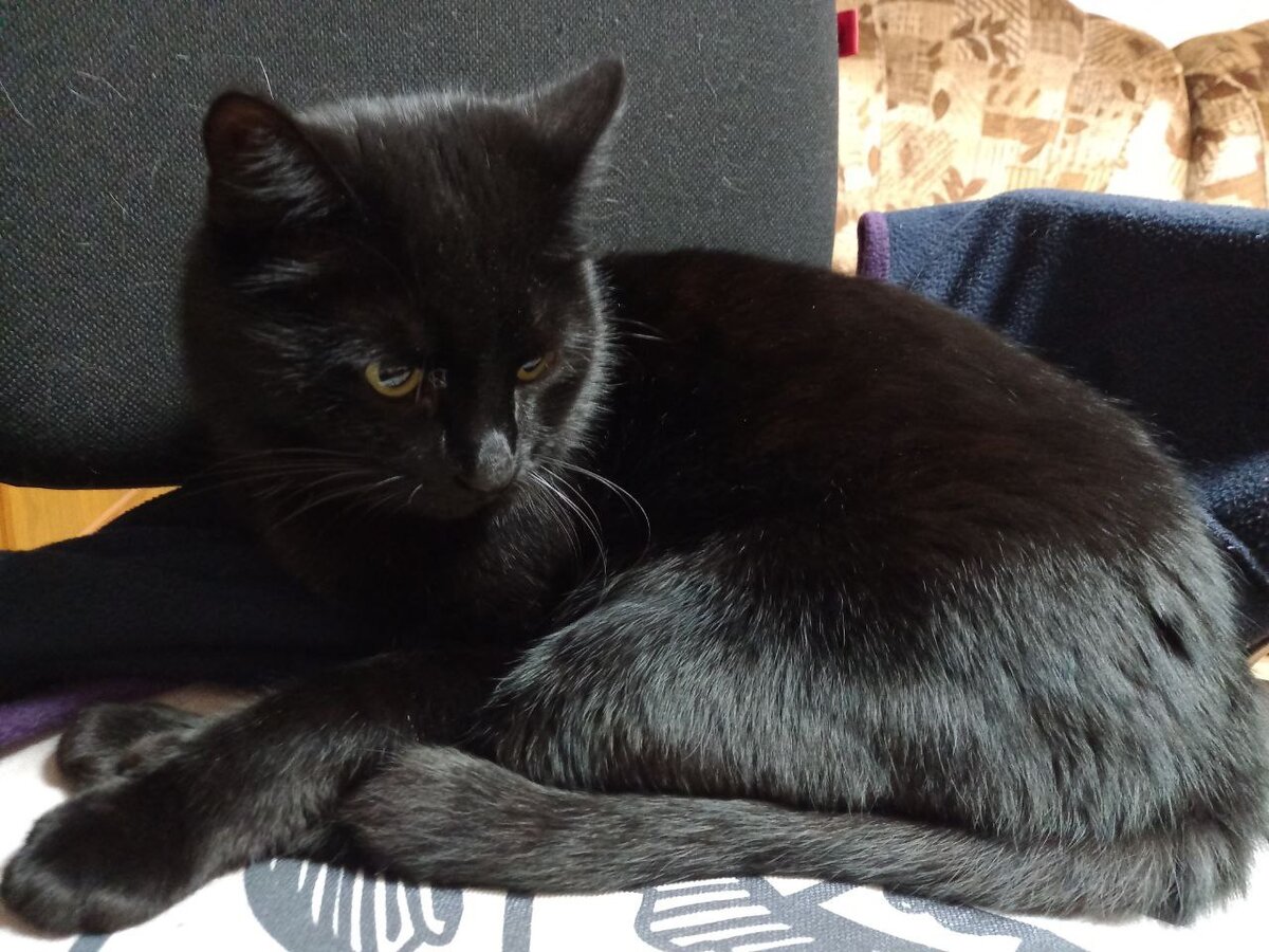 Это Кусь. 4 года.