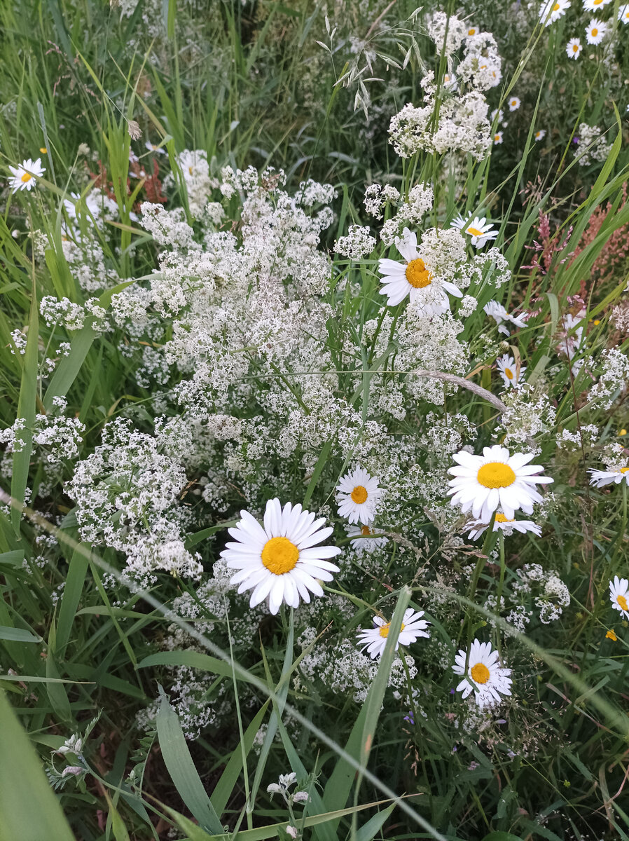 Ромашка - это символ сегодняшнего дня