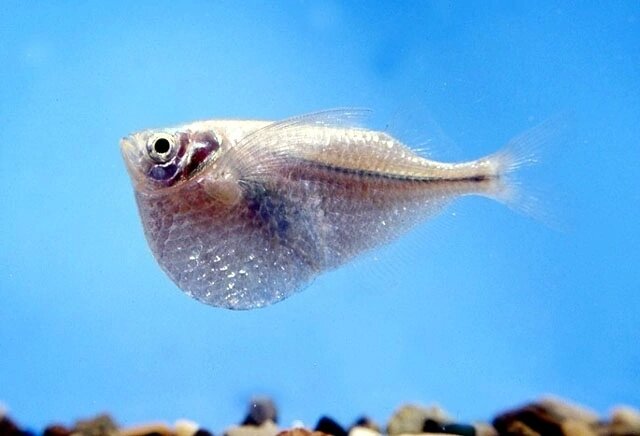 Клинобрюшка стерникла (Gasteropelecus sternicla) - это стайная рыбка имеет массу особенностей, которые выделяют её среди других аквариумных рыб.