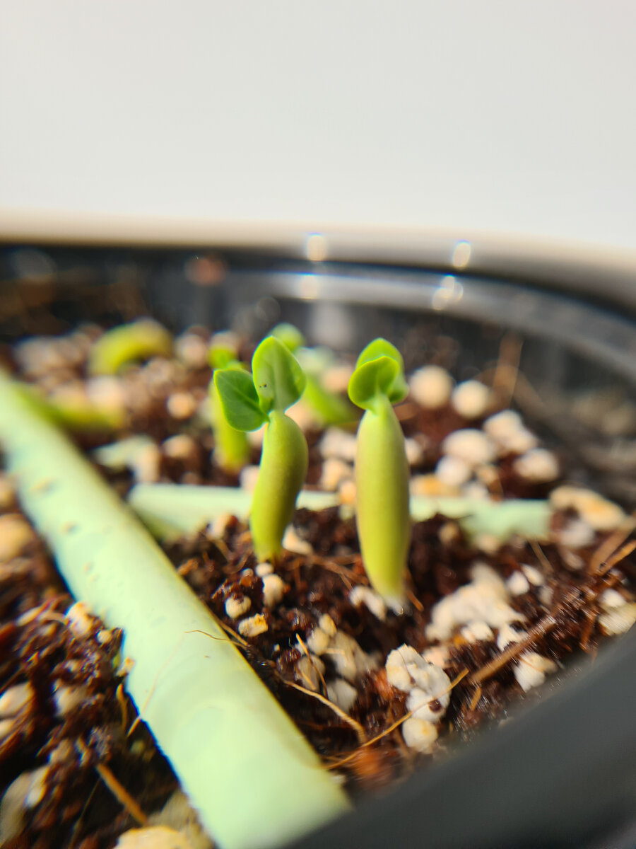 Adenium arabicum 