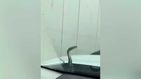 Водители бесплатно подвезли змею и мартышку, которые не хотели платить за проезд. Видео © Telegram / Сочи № 1