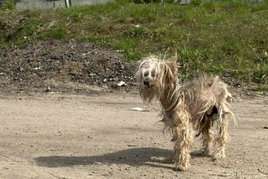 Тоша скитается по улица пригорода Смоленска