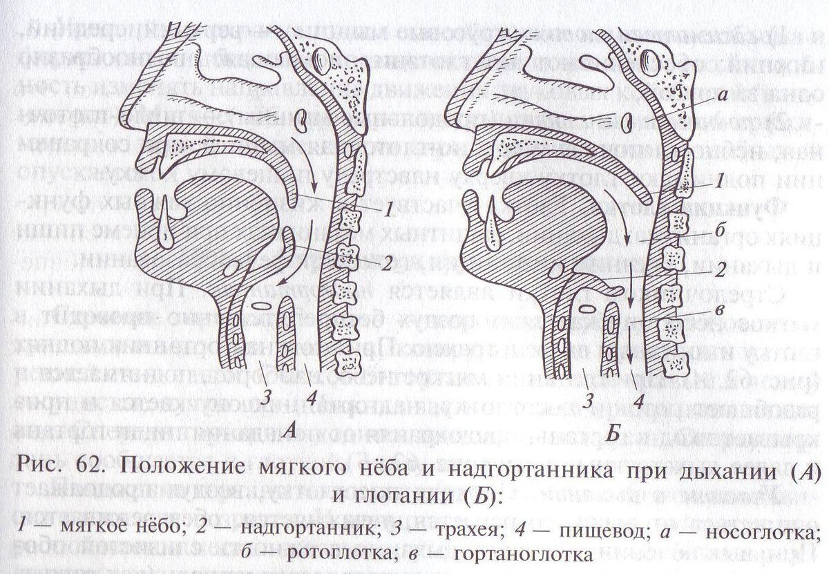 Эпиглоттит