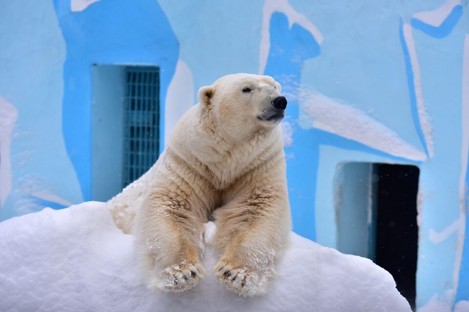     На юбилей откроют новые вольеры для животных. Андрей КОПАЛОВ, Архив «КП»