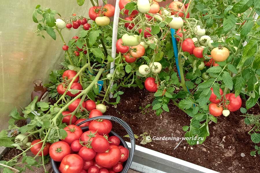 Томат «Цунами», выращенный из собранных собственных семян