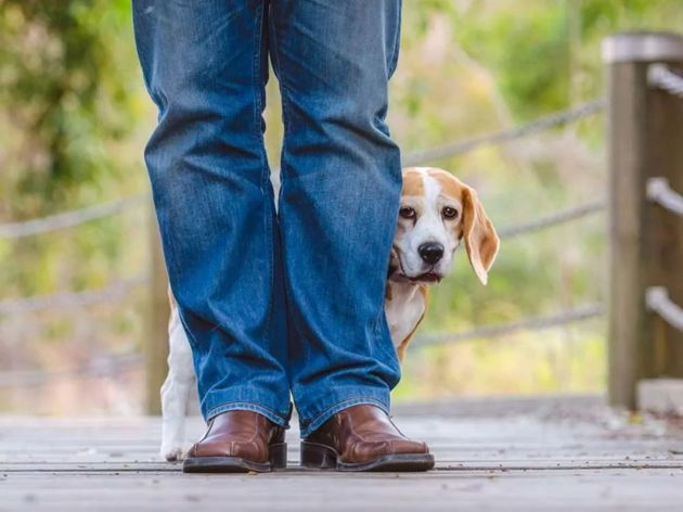 Собака боится улицы: причины и как помочь питомцу | Братья меньшие | Дзен