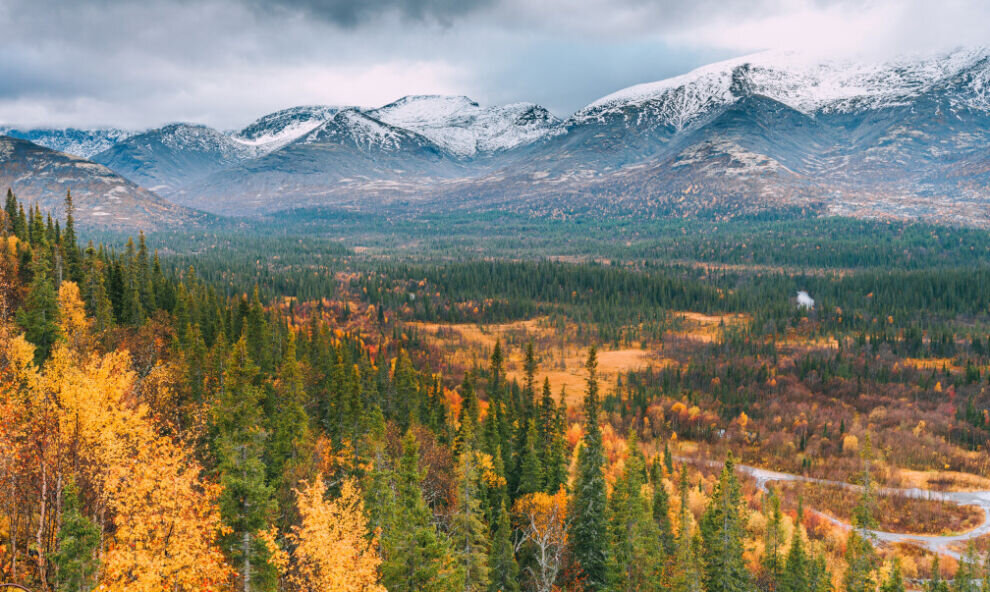    Красную книгу Арктики планируют создать в России в 2023 году