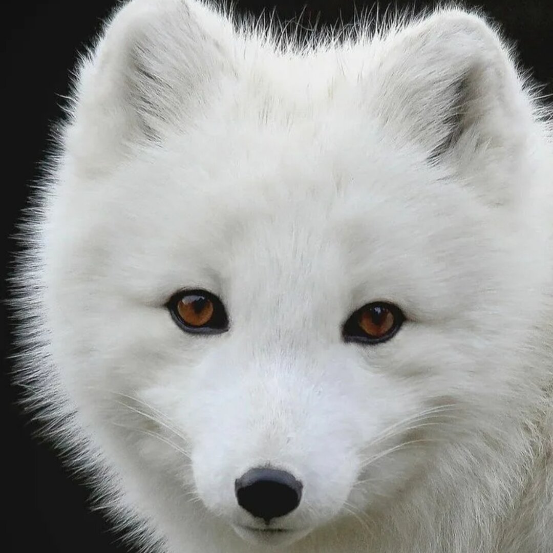 White fox. Песец Полярная лиса. Песец белый. Вайт Фокс. Арктик Фокс песец.