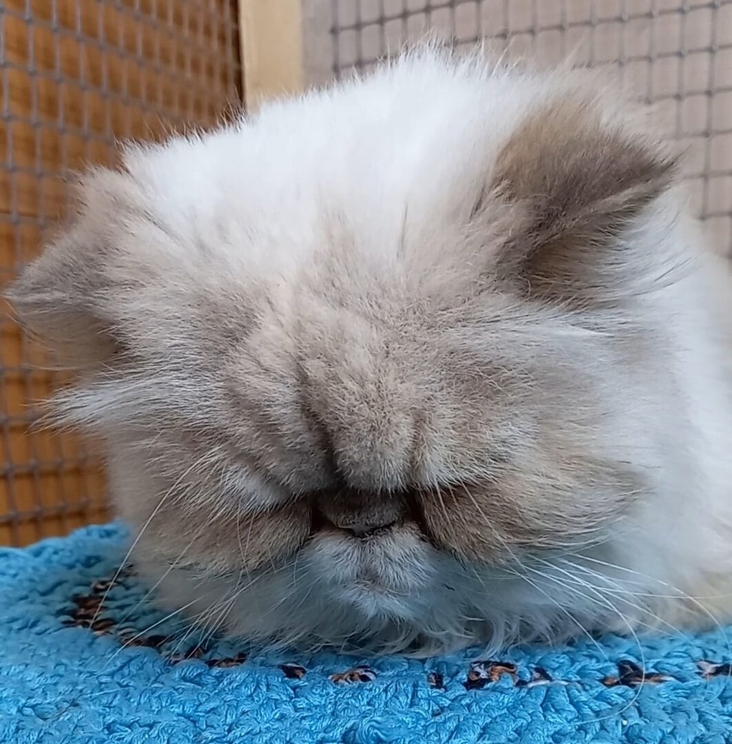 А Лолу везли 5 дней в переноске, где она находилась безвылазно, мочилась и какала под себя, ведь за 12 лет домашней жизни она не заслужила даже пачки пелёнок за 100 руб!