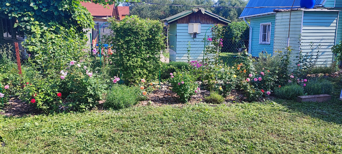 за кустом лаванды слева на фото даже почти не видно розу Belvedere? да и справа Kolner Flora почти скрыта 