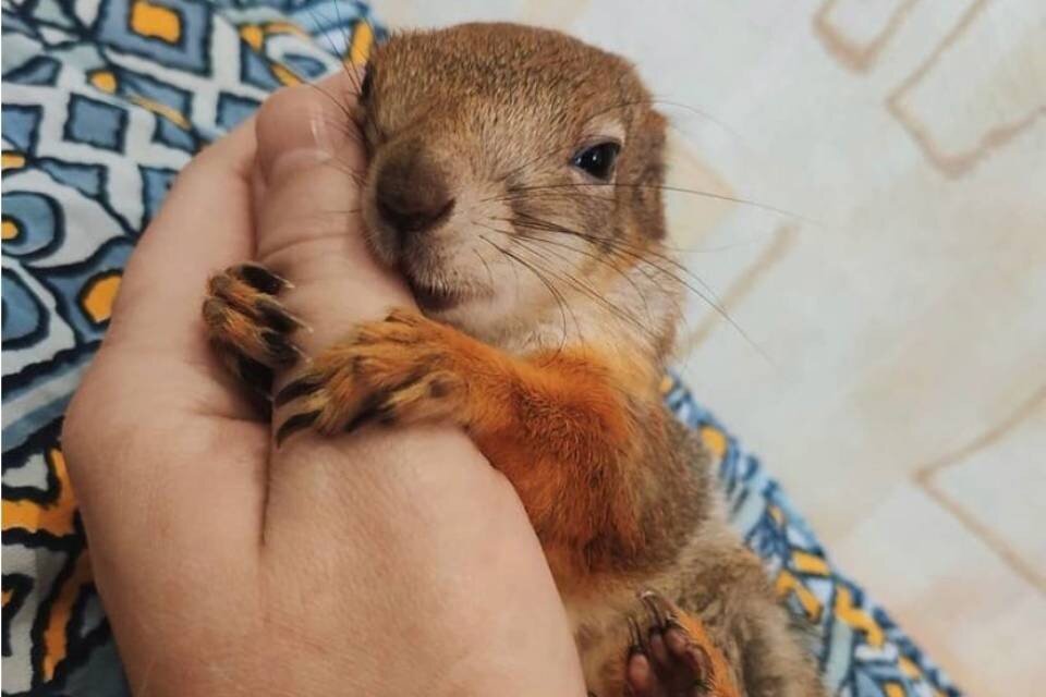     Ричард Белкин был очаровательной домашней белкой, фотографии и видео с которым радовали многих. Фото: Александра Радюкевич