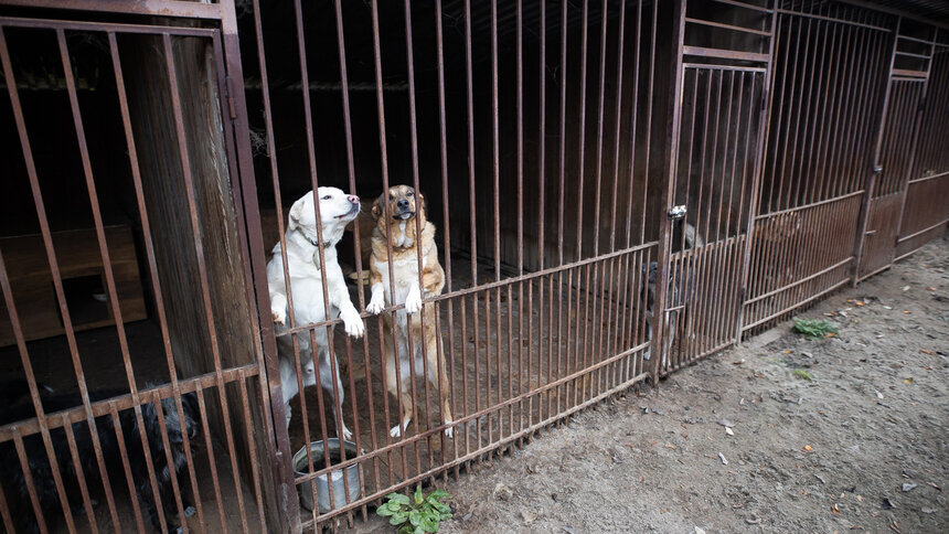 Приют «Дружок». Фото: Александр Подгорчук / «Клопс»