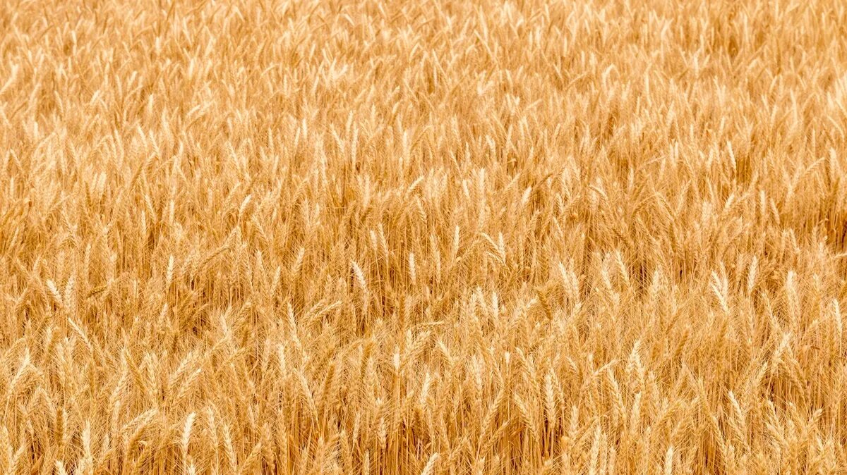 Какой будет погода в регионах страны. Фото: www.piqsels.com