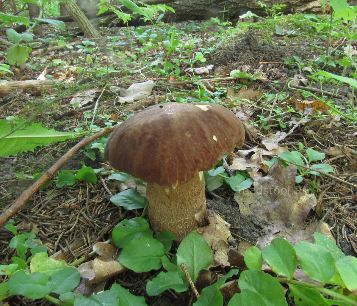 Еще 10 августа всё было! (фото И.Лебединского)